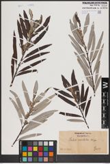 Foto von Salix candida Flüggé ex Willd.